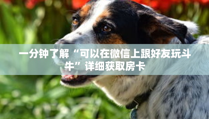 一分钟了解“可以在微信上跟好友玩斗牛”详细获取房卡 一分钟了解“可以在微信上跟好友玩斗牛”详细获取房卡