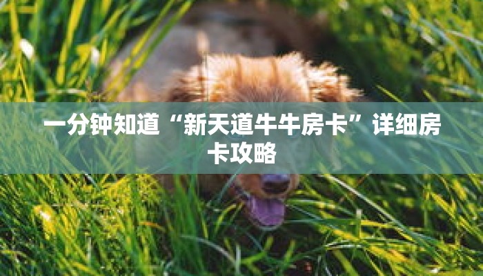 一分钟知道“新天道牛牛房卡”详细房卡攻略